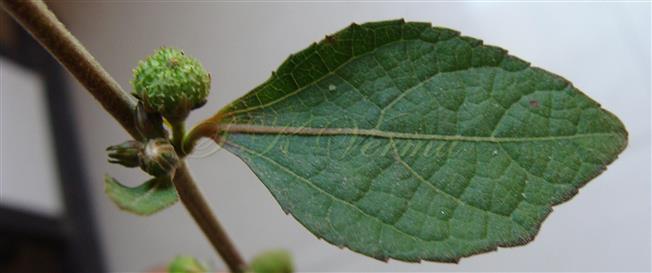  Distal entire leaf